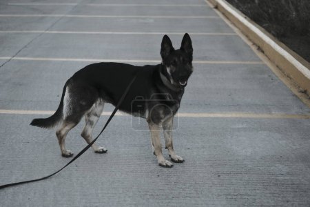 schwarzer Hund auf der Straße