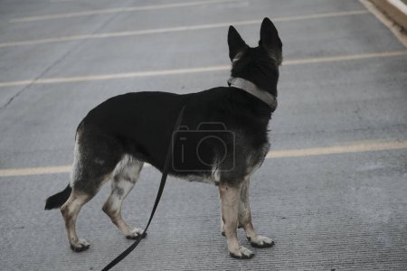 Foto de Un perro está parado en el camino - Imagen libre de derechos