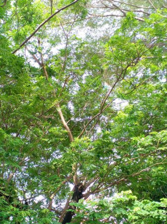Téléchargez les photos : La vue donne sur les branches et les feuilles des arbres. - en image libre de droit