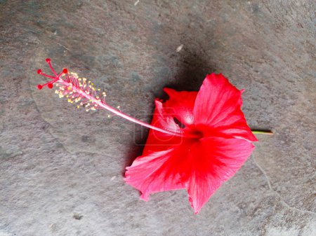 Téléchargez les photos : Belles et uniques fleurs rouges dans le jardin. - en image libre de droit