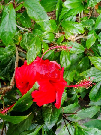 Schöne und einzigartige rote Blumen im Garten.
