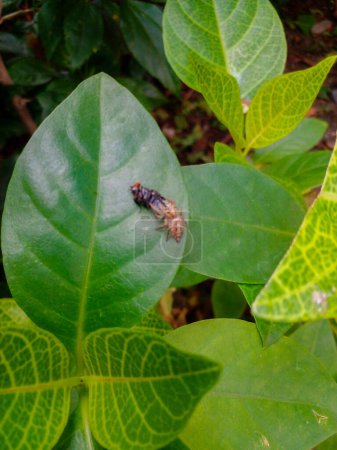 Téléchargez les photos : Les petites araignées mangent des mouches sur les feuilles des plantes. Animaux dans la nature. - en image libre de droit