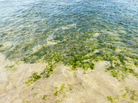 Téléchargez les photos : Vue sur la mer en bord de mer avec des algues vertes. Bel ornement d'algues sur la plage mer. - en image libre de droit
