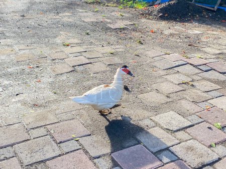 Photo for White duck walking on the paving road. Cute poultry animal. - Royalty Free Image