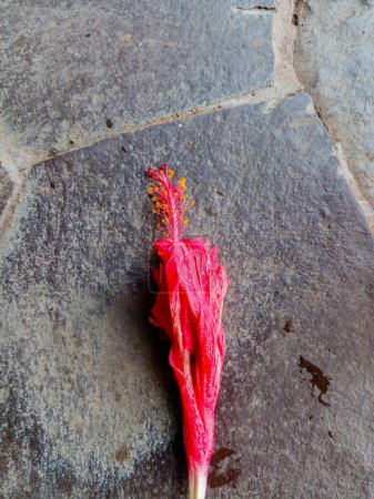 Téléchargez les photos : Fleur rouge fanée sur le sol. Une fleur rouge qui a perdu ses pétales. - en image libre de droit