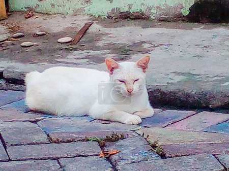 Gato callejero se relajan en el lado de la carretera. Adorable y linda mascota.