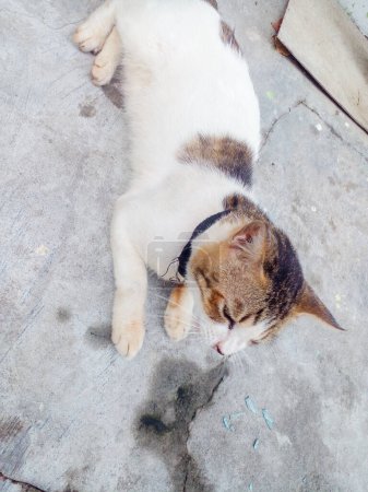 Stray cat are relaxing on the side of the road. Adorable and cute pet.