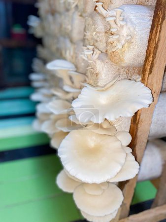 Foto de Cultivando hongos ostreros o Pleurotus ostreatus en casa. Las setas de ostra son blancas. - Imagen libre de derechos