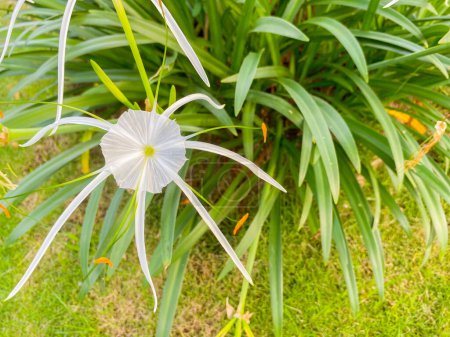 Foto de Hermosa planta ornamental de narciso amarilis blanco. Narciso blanco amarilis planta ornamental en el jardín. - Imagen libre de derechos