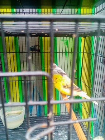 Téléchargez les photos : Vue rapprochée de perroquets mignons assis dans la cage - en image libre de droit