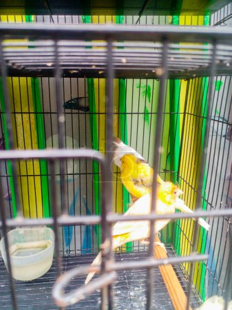 Téléchargez les photos : Vue rapprochée de perroquets mignons assis dans la cage - en image libre de droit