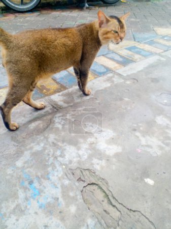 Foto de Gato marrón caminando por la calle. Lindo y hermoso gato. - Imagen libre de derechos
