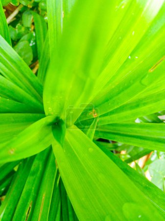 Pandan leaves are green and lush. Pandan plants are exposed to rainwater.