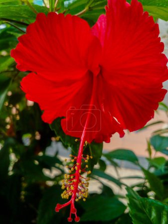 Photo for Beautiful red hibiscus flower. Ashoka flowers grow in the garden. - Royalty Free Image