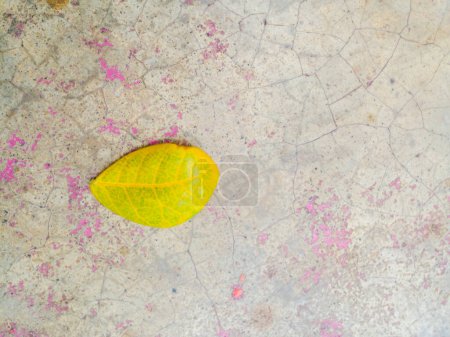 Téléchargez les photos : Des feuilles jaunes sèches sont tombées au rez-de-chaussée de la grille. - en image libre de droit