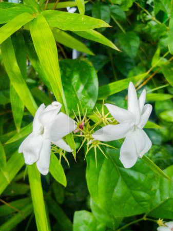 Photo for White jasmine flower isolated on a white background. Beautiful and fragrant jasmine flower. - Royalty Free Image