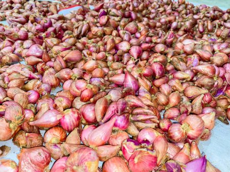 Photo for Red onions dried in the hot sun. Lots of red onions. - Royalty Free Image