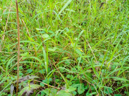 Foto de Hierba silvestre que crece abundantemente en el suelo. Verde hierba silvestre. - Imagen libre de derechos