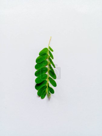 Mimosa pudica leaves isolated on white background. Beautiful green leaves.