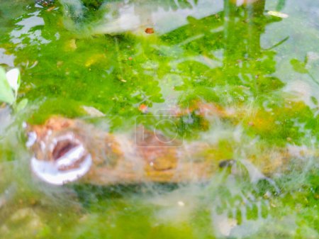 Foto de Pantano con hermoso musgo verde. Pantano de agua durante el día. - Imagen libre de derechos