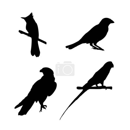 Foto de Pájaro silueta cuatro tipos diferentes de aves vector ilustración - Imagen libre de derechos