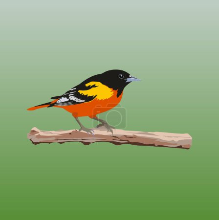 Foto de Hermoso pájaro Baltimore Oriole ilustración - Imagen libre de derechos