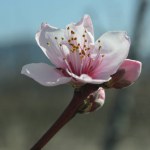 Detail of a pretty pink and white peach blossom. spring colors. tree flowering  pretty pink and white peach blossom. Spring colors.