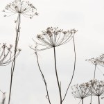 Twigs with dill seeds on white background