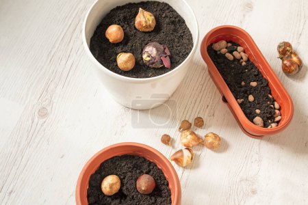 Photo for The process of planting spring flower bulbs in flowerpots. - Royalty Free Image