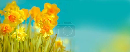 Spring blooming garden on a sunny day. yellow flowers spring daffodils. Banner.