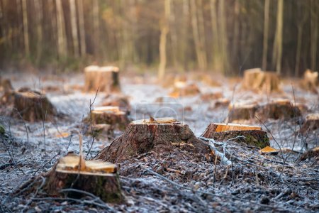 Téléchargez les photos : Cut down trees in the forest. A huge stump  and felled trees in the background. - en image libre de droit