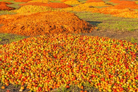 Foto de A bunch of tomatoes thrown out in the field. Waste production and farming. A discarded crop. - Imagen libre de derechos