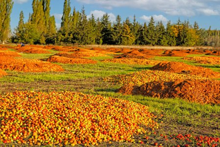 Foto de Un puñado de tomates tirados al campo. Producción y agricultura de residuos. Una cosecha desechada. - Imagen libre de derechos