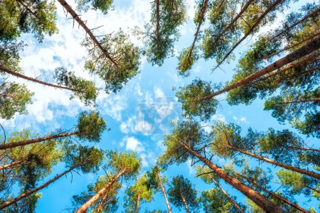 Photo for Pine trees in the forest against the background of clouds in the sky. View up to the sky. - Royalty Free Image