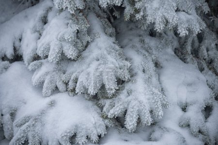 Zweige fraßen sich im Raureif. Nahaufnahme einer schneebedeckten Fichte.