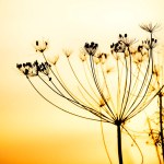 Dill inflorescence and seeds. Silhouette of a plant against the sunset sky. autumn harvest.