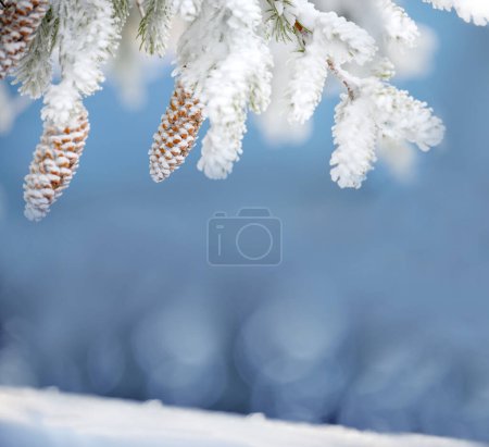 New Year Christmas background. Fir branches with cones on a blue winter background. Fabulous winter atmosphere