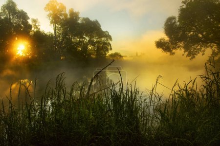 Téléchargez les photos : Aube brumeuse estivale sur une petite rivière. Rayons solaires à travers les branches des arbres et brouillard sur l'eau. - en image libre de droit