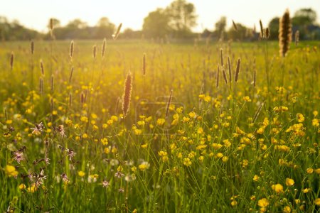 Téléchargez les photos : Champ lumineux fleurs jaunes buttercups dans la prairie ensoleillé jour de printemps - en image libre de droit