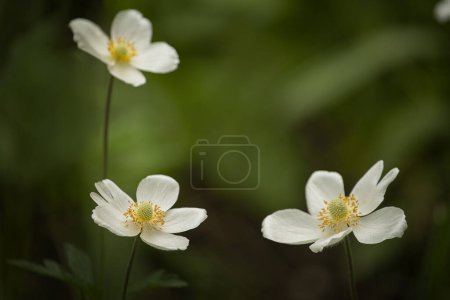 Photo for Tender spring white anemone flowers close-up on a dark natural background. - Royalty Free Image