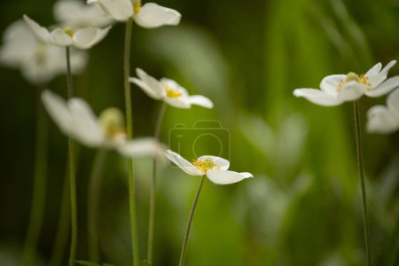 Photo for Tender spring white anemone flowers close-up on a dark natural background. - Royalty Free Image