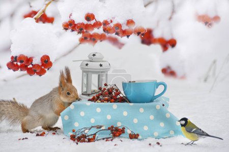 Téléchargez les photos : Un écureuil et un mésange mangent des baies de rowan rouges à une table décorative dans la neige parmi les branches aux baies rouges. - en image libre de droit