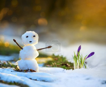 Photo for Little funny snowman and crocus flowers in a clearing with snow. Spring meeting. - Royalty Free Image