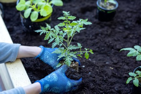 Téléchargez les photos : Travail printanier dans le jardin. Mains plantant des semis de tomates et courgettes dans le sol. - en image libre de droit