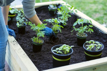Foto de Trabajos de primavera en el jardín. Manos plantando plántulas de tomate y calabacín en el suelo. - Imagen libre de derechos