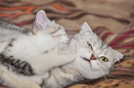 Téléchargez les photos : Un chat gris plié se trouve dans une étreinte avec un chaton hurlant et un museau insatisfait. - en image libre de droit