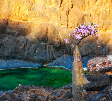 flowering of an amazing endemic bottle tree on the shore of a lake in the mountains. Socotra Island. Yemen. Unique area.