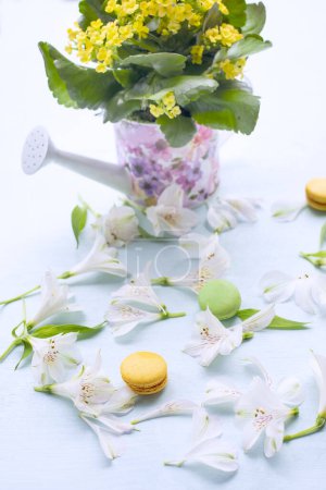 spring background. Easter background. mothers Day. spring mood. flowers in a garden watering can, white petals and macaroons