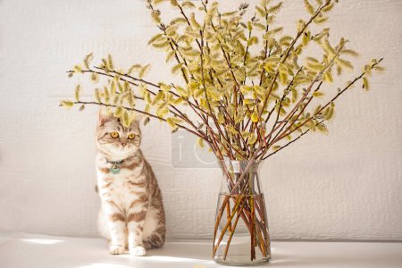 Foto de Ramo con ramas de sauce y un lindo gato rayado sobre un fondo claro. Humor de primavera. - Imagen libre de derechos