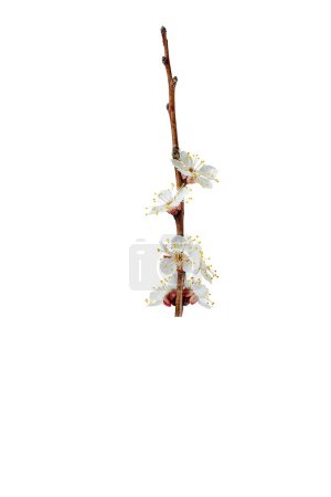 Branch with white flowers . Spring flowering of fruit trees. Delicate white flowers. branch with buds and white flowers of apricot, cherry, sakura. Isolate on white.   